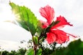 Backlight Hibiscus Royalty Free Stock Photo