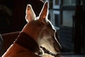 Backlight illuminated silhouette of a white podenco dog mix dazing in the sunlight Royalty Free Stock Photo