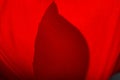 Backlight macro of overlaping petals on red tulip flower with nice texture