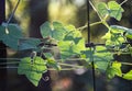 Creeping Cucumber Vine on a rustic fence, Melothria Pendula Royalty Free Stock Photo