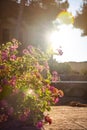 Geranium flowers photographed against the light