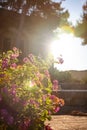 Geranium flowers photographed against the light