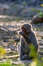 Backlight portrait of rehsus macaque monkey in an Indian forest. Royalty Free Stock Photo