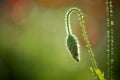 Backlight shoot of flower bud Royalty Free Stock Photo