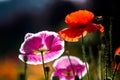 Backlight shoot of flowers and bee Royalty Free Stock Photo