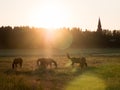Horses pasturing in evening sunlight