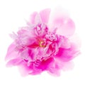 Backlight shot of a magenta rose. Petals blur with the white background. Single Flower isolated on white background, including Royalty Free Stock Photo