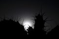 Backlight Silouhetted Cactus Royalty Free Stock Photo