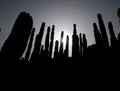 Backlight Silouhetted Cactus Royalty Free Stock Photo