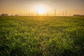 Backlight at sunset in the Po valley