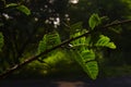 Backlight on tamarind green fresh leaves isolated on tree Royalty Free Stock Photo