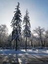Backlight and two pine trees in winter time Royalty Free Stock Photo