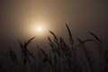 Backlight wheatfield during foggy morning.