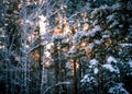 Backlight winter forest