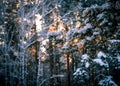 Backlight winter forest Royalty Free Stock Photo
