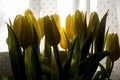 Backlight yellow tulips on white courtain