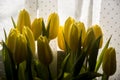 Backlight yellow tulips on white courtain