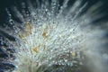 Backlighted bladygrass Imperata cylindrica with beautiful bokeh, in dark background