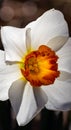 Backlighted daffodil with white petals and dark orange center