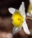 Backlighted daffodil with white petals and yellow center.CR3