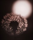 Backlighted Dandelion Royalty Free Stock Photo