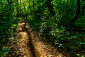 Backlight during sunset in the forest - walking through