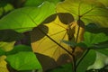 Backlighted leaves