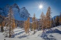 Backlighted photo of larch forest from autumn colors after a snowfall