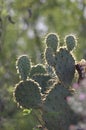 Backlighted prickly pear cactus needles Royalty Free Stock Photo