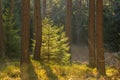 Backlighted spruce in pine forest