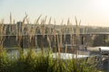 Backlighted straw growing