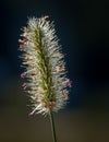 Backlighted wildflower full of dew