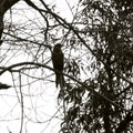 Backlighting bird in black & white