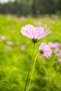 Backlighting, Cosmos bipinnata Cav Royalty Free Stock Photo