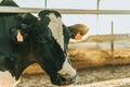 backlighting of a cow with eartag on a dairy farm Royalty Free Stock Photo