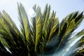 Backlighting cyca leaves at garden