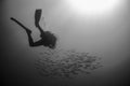 Backlighting of diver with a group of fish