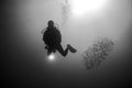Backlighting of diver with a group of fish