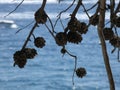 Pine and dry pineapples near the mediterranean sea