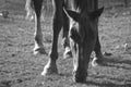 Backlighting, horse grazing BW