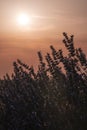 backlighting of lavender flowers at sunset on a hot summer day, torrid heat, high temperatures