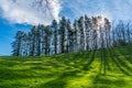 A backlighting of lines of shadows on green. In Mendiola. Basque Country.