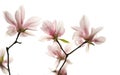 Backlighting Magnolia denudata flower Royalty Free Stock Photo