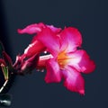 Backlighting on red adenium flower Royalty Free Stock Photo