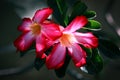 Backlighting on red adenium flower Royalty Free Stock Photo