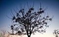 Backlighting. Tree in the sunset Royalty Free Stock Photo