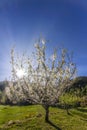 Backlit almond blossom with the sun shining through the branches full of white blossoms