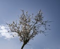 A Backlit Almond Tree in Bloom