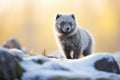 backlit arctic fox in early morning frost