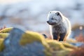 backlit arctic fox in early morning frost